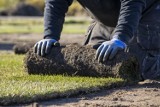 Trawa z rolki to sposób na ekspresową murawę. Jak założyć taki trawnik, żeby dobrze rósł, co trzeba zrobić wcześniej i ile to kosztuje?