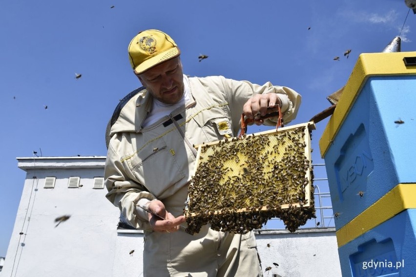Rekordowy sezon gdyńskich pszczół na dachu Urzędu Miasta. W ciągu kilku miesięcy udało im się wyprodukować 210 litrów miodu!