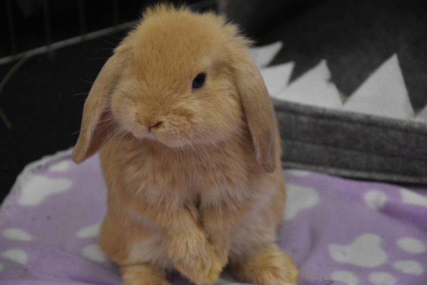 Wystawa królików Karzełek Teddy i Mini Lop w Pile