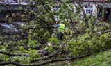 Nielegalne wycinki drzew w Bydgoszczy - są postępowania administracyjne. Rząd zapowiada zaostrzenie kar za taki proceder