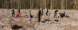 Leśnicy z Nadleśnictwa Durowo zapraszają do wspólnego sadzenia lasu