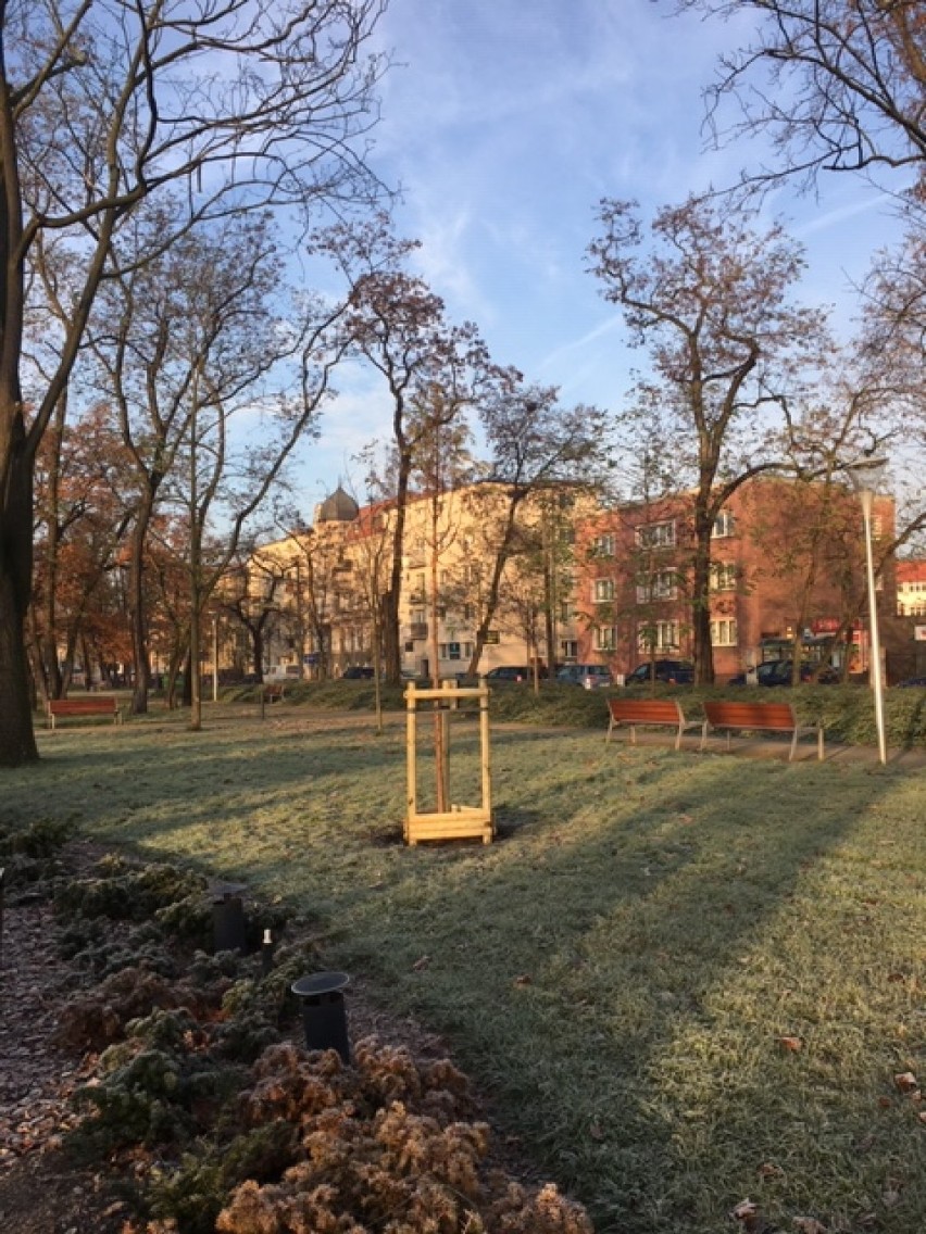 Nowe drzewa w Gnieźnie. Można je sprawdzić na wirtualnej mapie