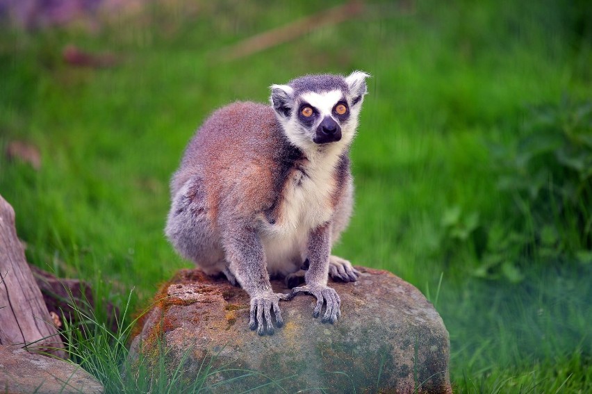 ZOO w Łącznej potrzebuje pomocy. Żyje tam wiele wspaniałych zwierząt 