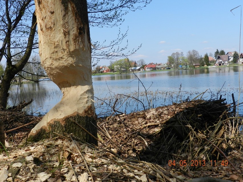 Zdjęcie pt. "Jezioro Osiek"