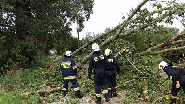 W sobotę o godz. 13.00 w Skwierzynie zawyła strażacka syrena. - Tym razem musieliśmy udrożnić drogę na Rakowo. Na ul. Rzeźnickiej, z ogromnej topoli odłamały się potężne konary i zatarasowały całą drogę uniemożliwiając przejazd – informuje prezes OSP w Skwierzynie Michał Kowalewski.