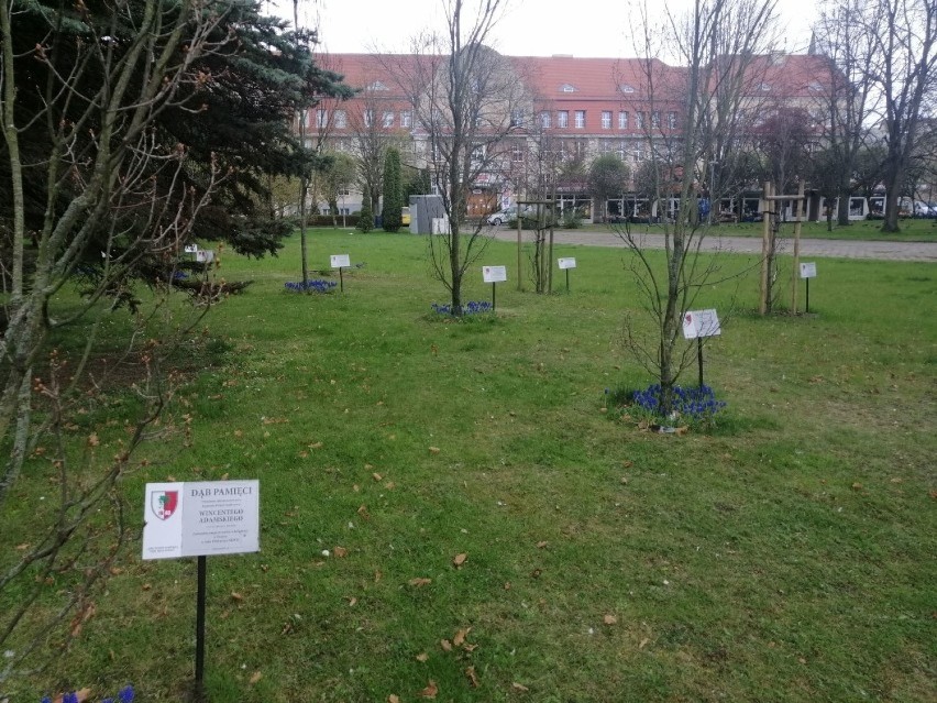 Mniej więcej tu, wśród Dębów Katyńskich zwolennicy budowy...