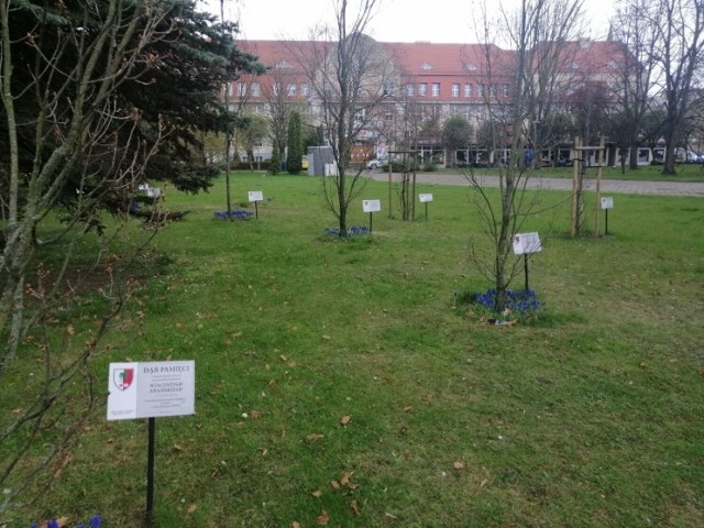 Mniej więcej tu, wśród Dębów Katyńskich zwolennicy budowy pomnika chcieli usadowić pamiątkowy głaz