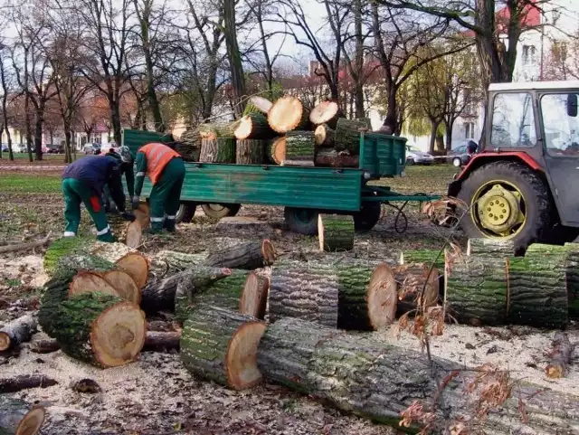 Od czterech lat drzewa w Lesznie wycinane są w różnych miejscach, nawet w parkach