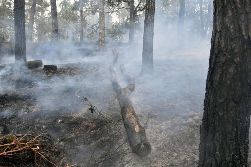 Strażacy walczą z plagą pożarów lasów i traw na Mazowszu
