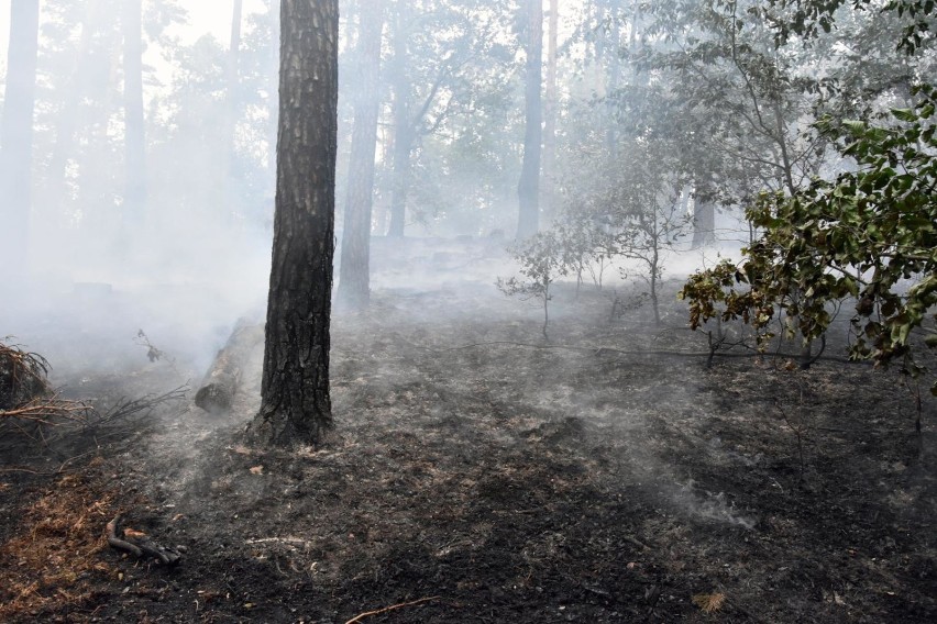 Strażacy walczą z plagą pożarów lasów i traw na Mazowszu