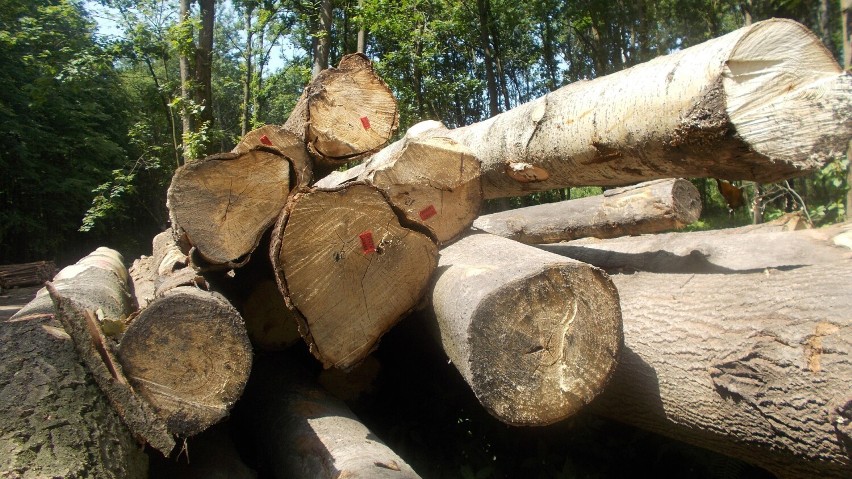 Apelują do leśników w sprawie ograniczenia wycinki drzew w powiecie oleśnickim