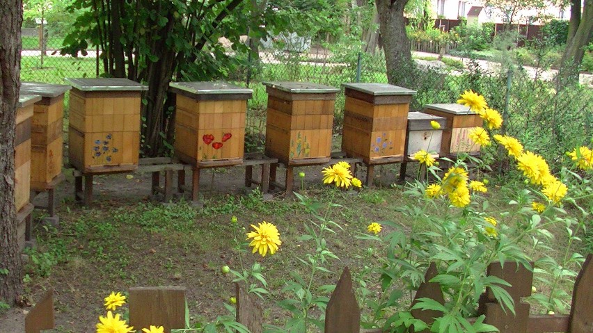 Wielki Dzień Pszczół na UKW odbył się po raz drugi