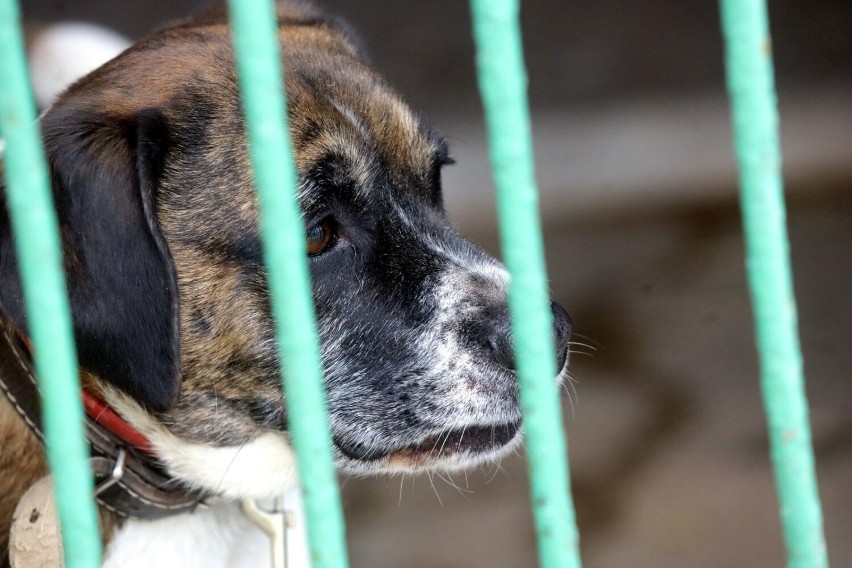 Warto wiedzieć, że jest bezpłatna aplikacja „Safe-Animal”...