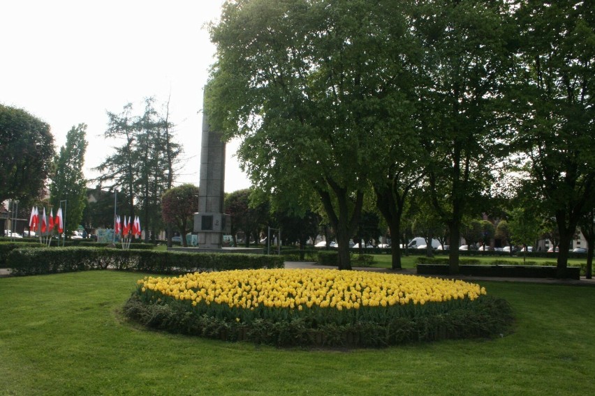 Część tulipanów znikła z klombu na sierakowskim rynku