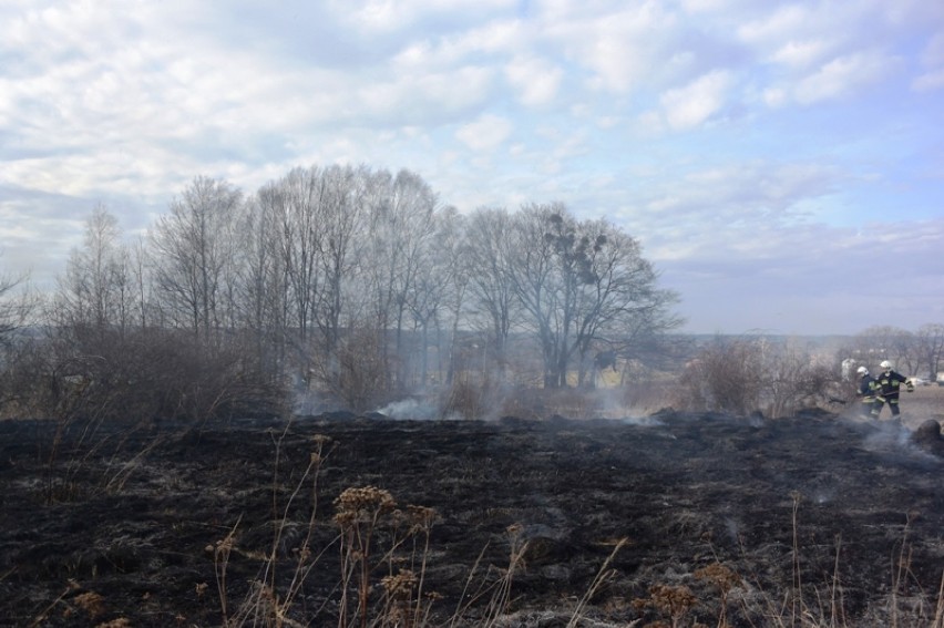 W Czernicy płonęły nieużytki - gasili je strażacy z Gaszowic i Czernicy