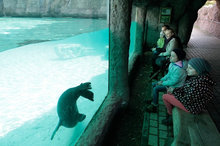 Uchatki są atrakcją zoo w Opolu od 12 lat