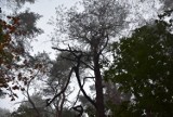 W Parku Braniborskim w Zielonej Górze zostanie wyciętych ponad 800 drzew