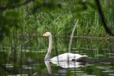 Białe, zielone i nakrapiane, czyli o jajach ptaków Puszczy Białowieskiej