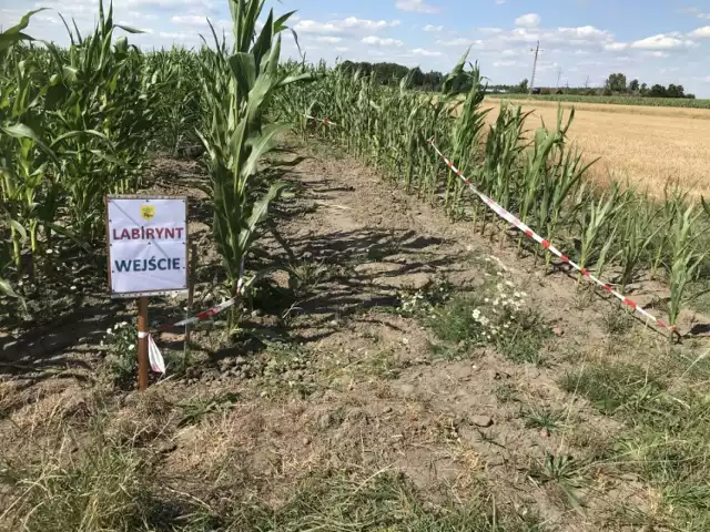 Labirynt w polu kukurydzy. Gmina Lisków zaprasza!