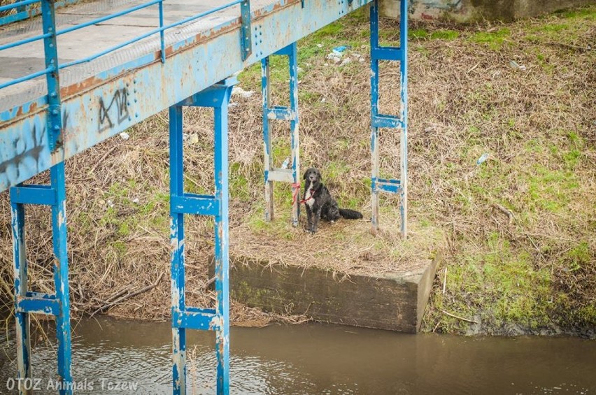 Tczew pies przywiązany do mostu