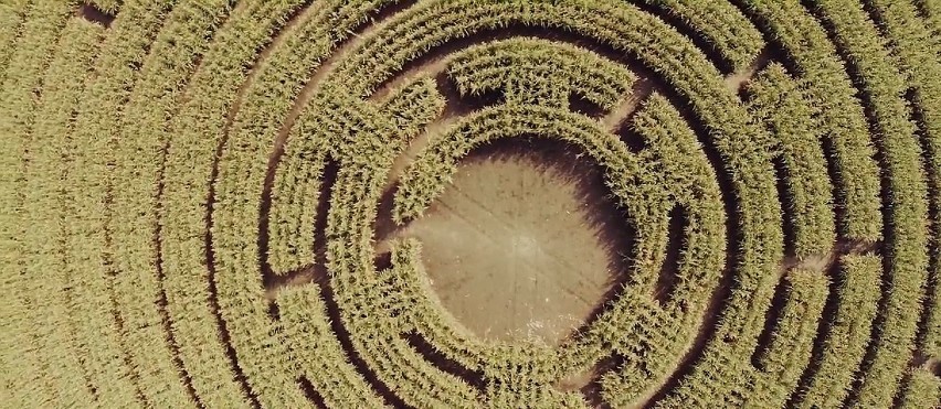 Kukurydziany labirynt w Kobierzycach
