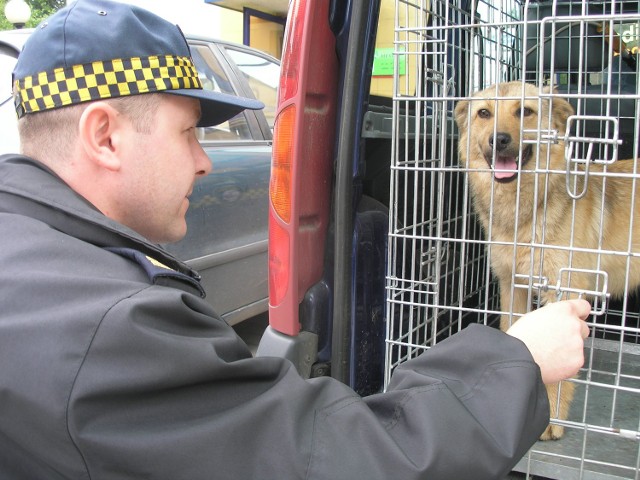 Miastecka Straż Miejska umieszcza psy w lecznicy