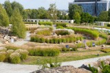 Ogród Botaniczny w Kielcach w jesiennym wydaniu. Przepiękne wrzosy robią wrażenie. Zobacz film i zdjęcia