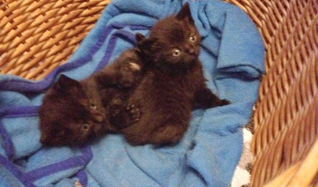 Trzy kociaki w śmietniku przy Tesco znalazła wrześnianka. Okrutny człowiek włożył maluchy do szczelnie zamkniętej reklamówki i zostawił na pewną śmierć. Kotki udało się uratować - teraz czekają na kochających opiekunów.

WIĘCEJ: Trzy kociaki znalezione w śmietniku [ZDJĘCIA]