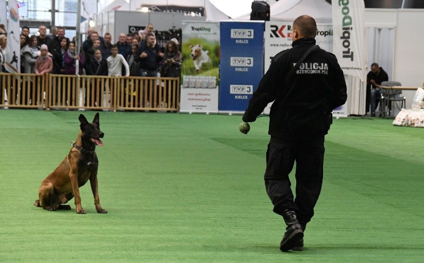 Psy policyjne pokazały, co umieją podczas Wystawy Psów Rasowych w Kielcach [WIDEO, zdjęcia]
