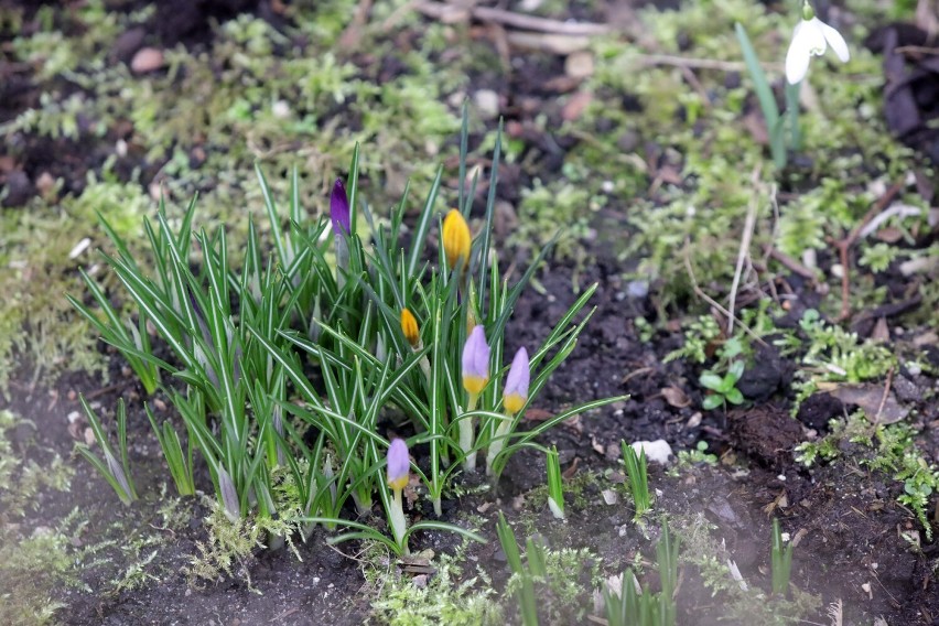 Szukaliśmy nadchodzącej wiosny w Legnicy, zobaczcie zdjęcia