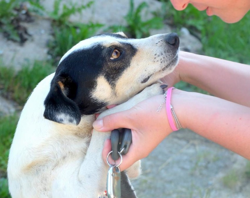 Malborski Reks prosi o pomoc dla psów. Po śmierci właściciela potrzebują nowych opiekunów