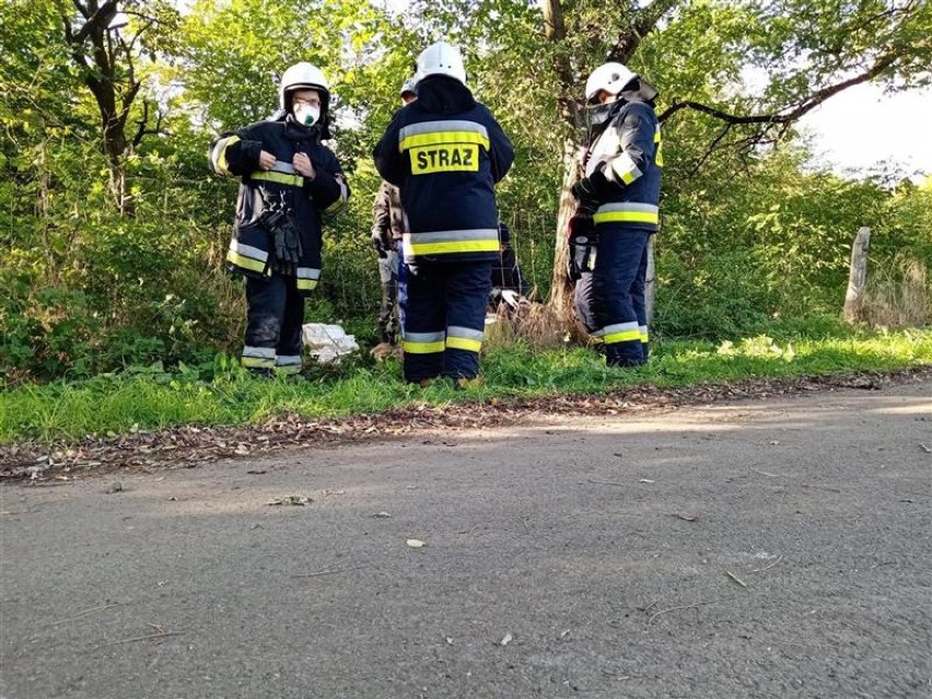 Sarna utknęła w ogrodzeniu w gminie Izbica Kujawska