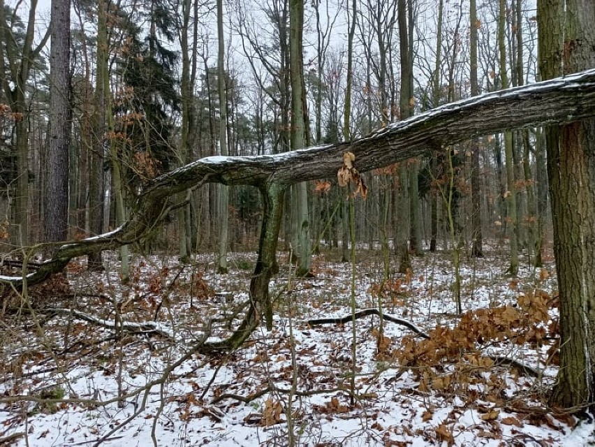 W leszczyńskich lasach może być niebezpiecznie. Nad ścieżką wiszą złamane drzewa 