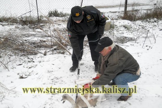 Łabędź uderzył w przewody elektryczne i złamał skrzydło