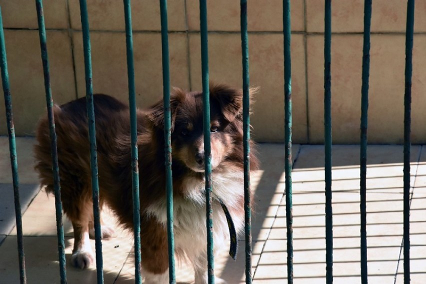 Schronisko w Legnicy, psy czekają na adopcję [ZDJĘCIA]