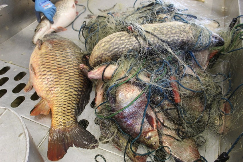 Kłusownicy pod Skokami! Z jeziora wyciągnięto kilometrową sieć. Straż Rybacka udaremniła kradzież ponad 400 kg ryb! 