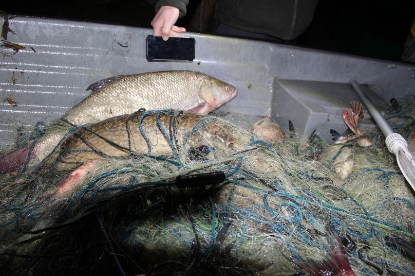 Kłusownicy pod Skokami! Z jeziora wyciągnięto kilometrową sieć. Straż Rybacka udaremniła kradzież ponad 400 kg ryb! 