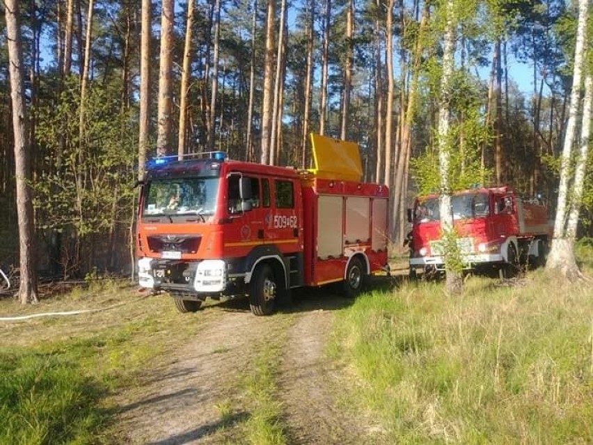 Pożar lasu w Śremie pomiędzy Kwilczem, a Sierakowem...