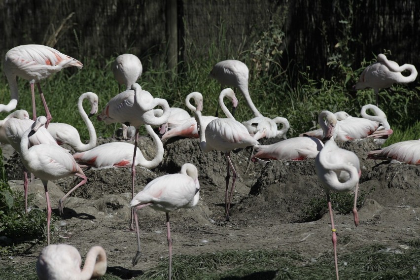 W opolskim zoo powiekszyło się stado flamingów