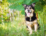Katowickie schronisko zachęca do adopcji psów w ramach akcji "Wyprawka dla psiaka"
