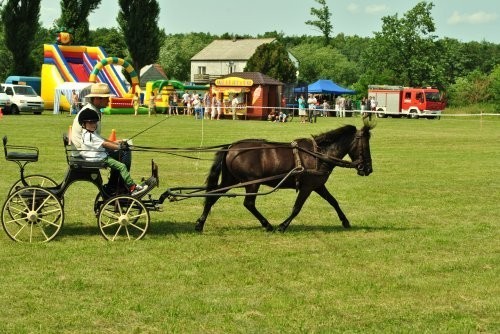 Bojanowo: Konie i zaprzęgi w Tarchalinie [ZDJĘCIA]