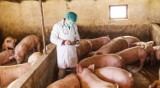 Afrykański pomór świń w Małopolsce. Ognisko choroby ASF wykryto w gospodarstwie w Skrzyszowie koło Tarnowa 