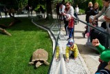 W Starym Zoo otwarto domek dla żółwi. Tak świętowano w Poznaniu Dzień Żółwia