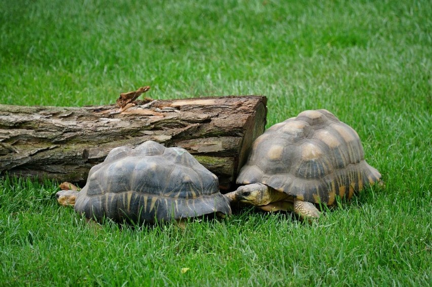 23 maja obchodzony jest Dzień Żółwia. Z tej okazji w...