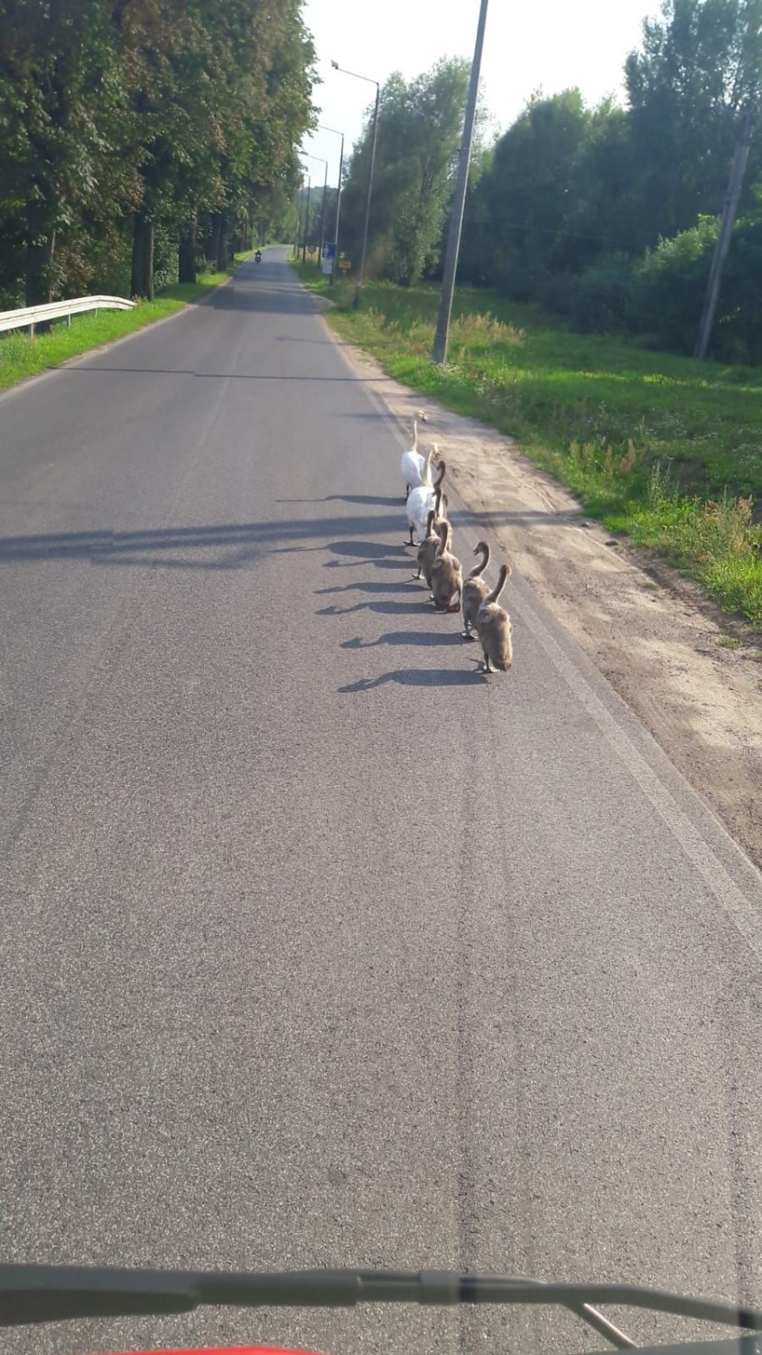 - Czasami zdarzają nam się takie „kwiatki” - śmieją się...