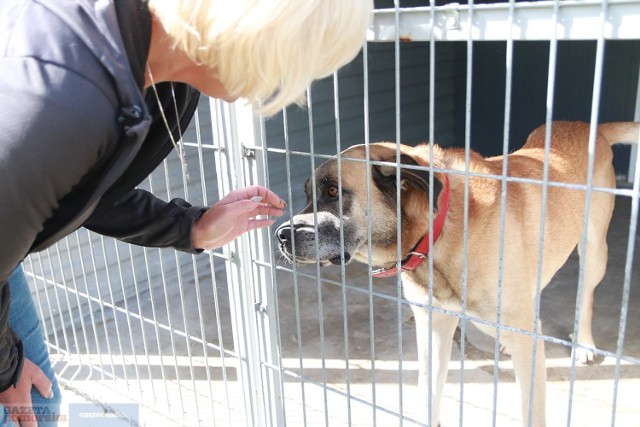 Promowanie adopcji zwierząt ze schroniska we Włocławku - to główny cel aplikacji