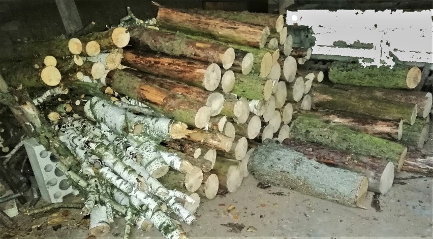 Złodzieje drewna pojmani w okolicy Wągrowca. Wpadli na gorącym uczynku w ręce straży leśnej 