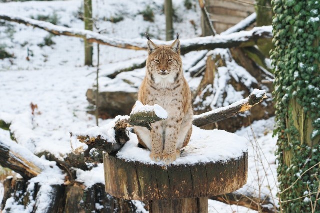 Zobaczcie, jak wygląda życie w opolskim ogrodzie zoologicznym.