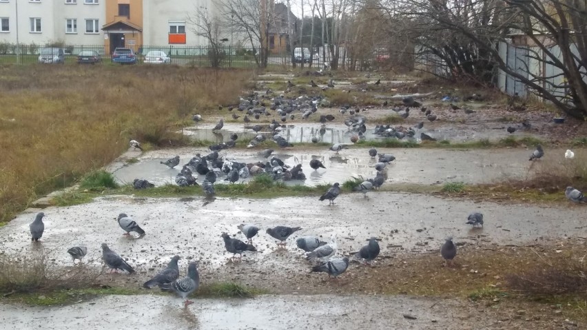 Osiedle Północ w Suwałkach. Lokatorka zatruwa życie sąsiadom