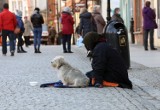 Dzisiaj jest Światowy Dzień Psa, zobaczcie zdjęcia tych z Legnicy i okolicy
